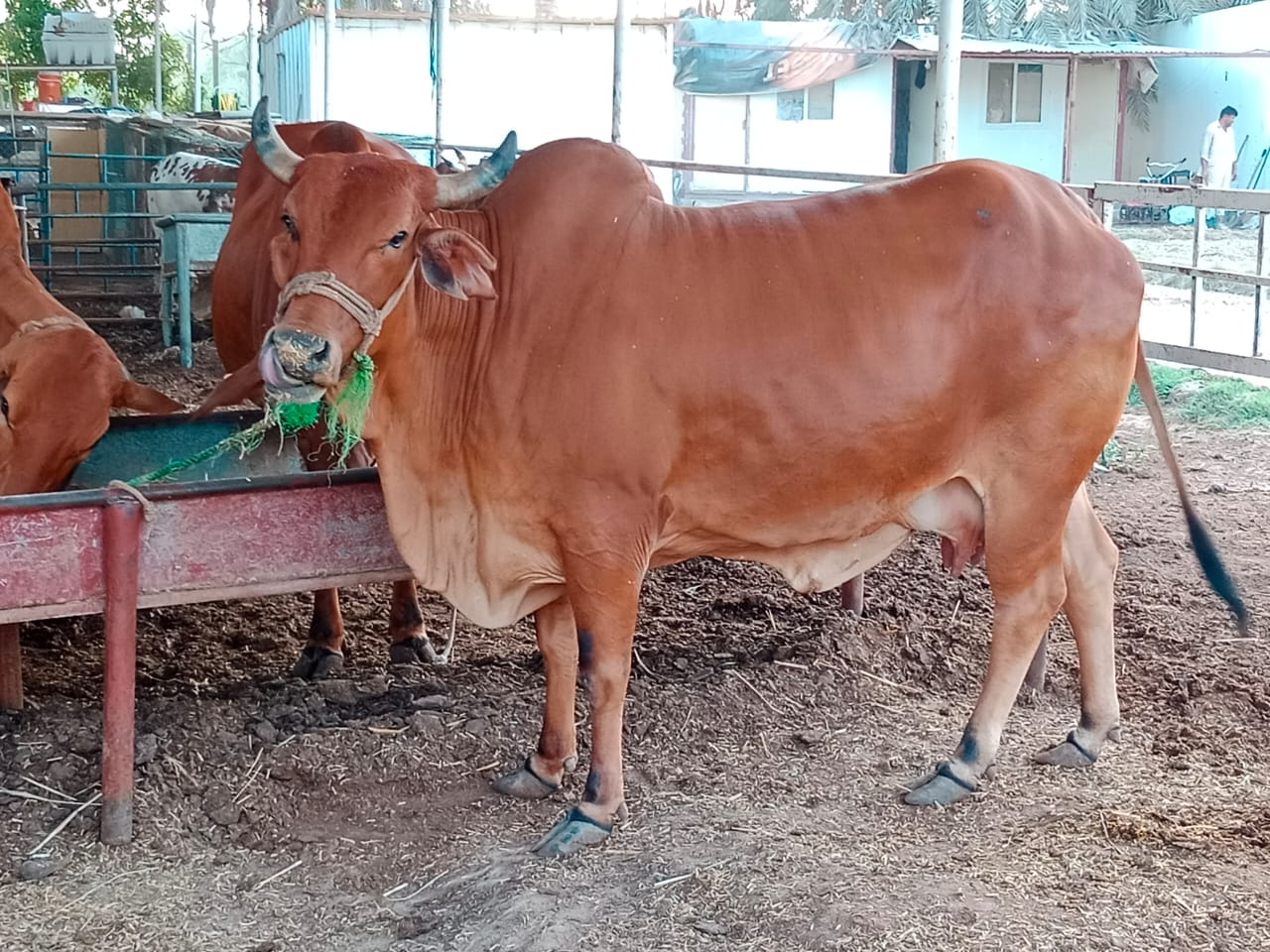 Cow farm