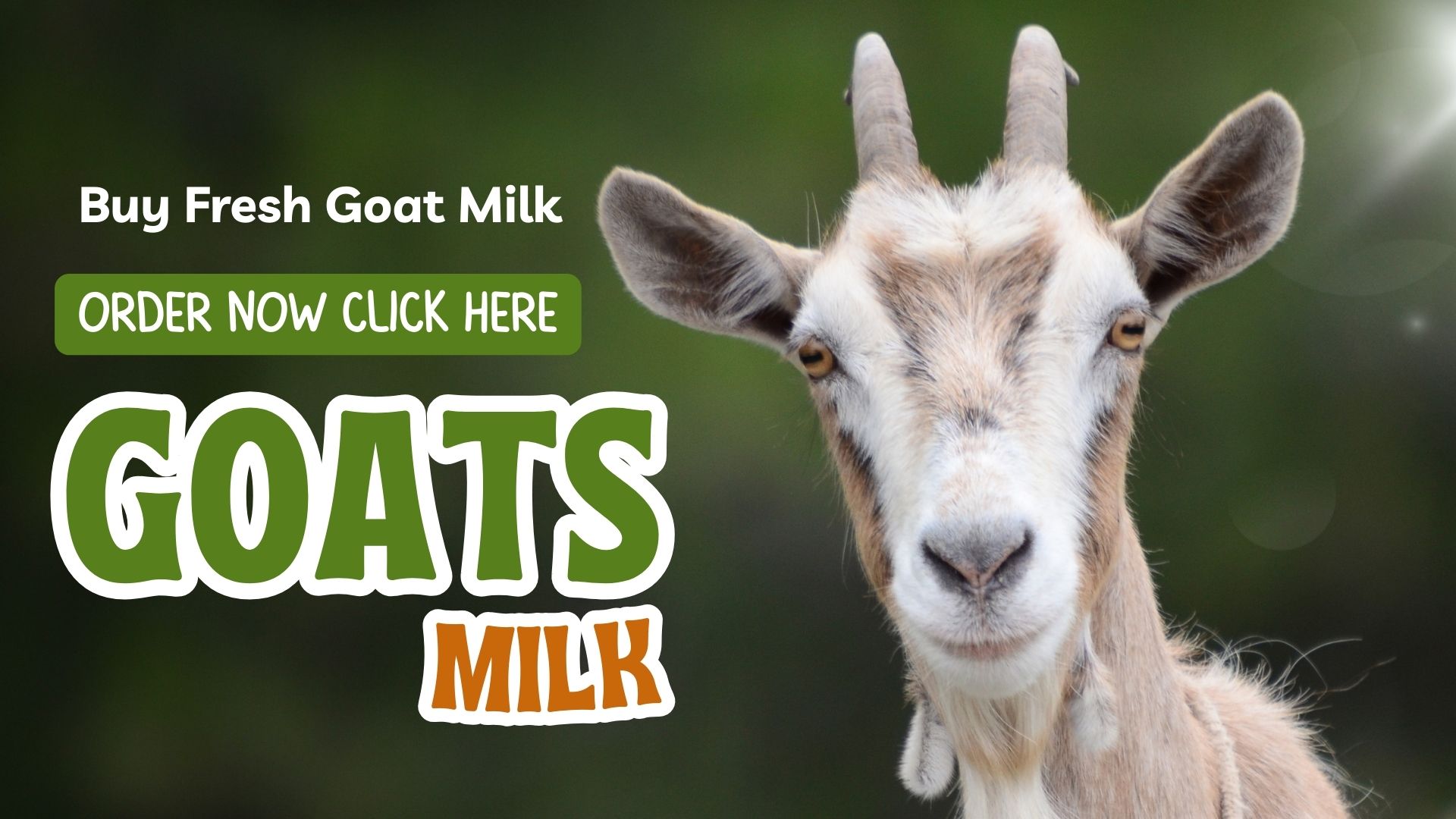 Buy Fresh Goat Milk