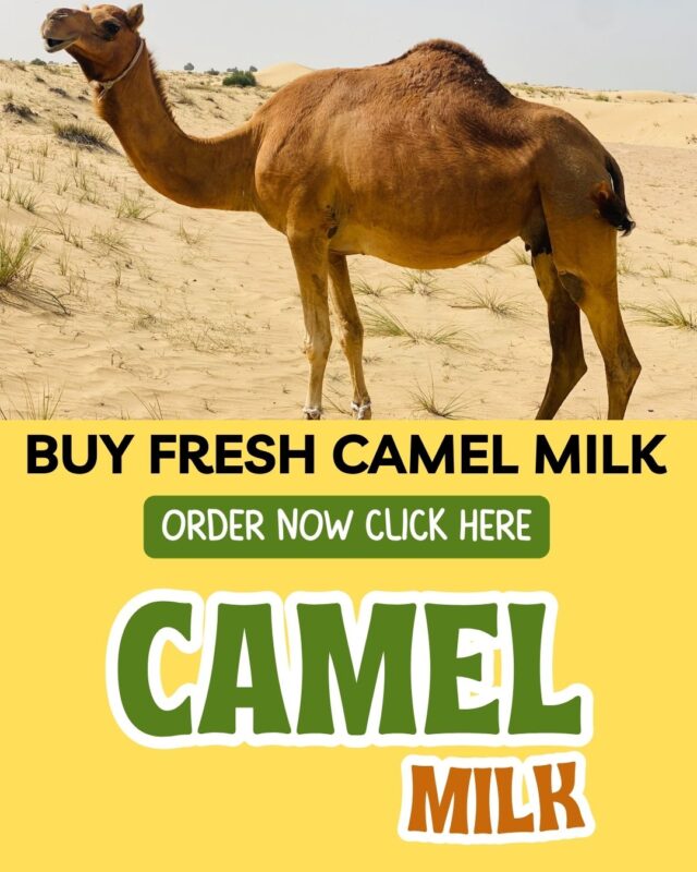 Camel milk dubai
