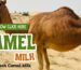 Camel milk in dubai