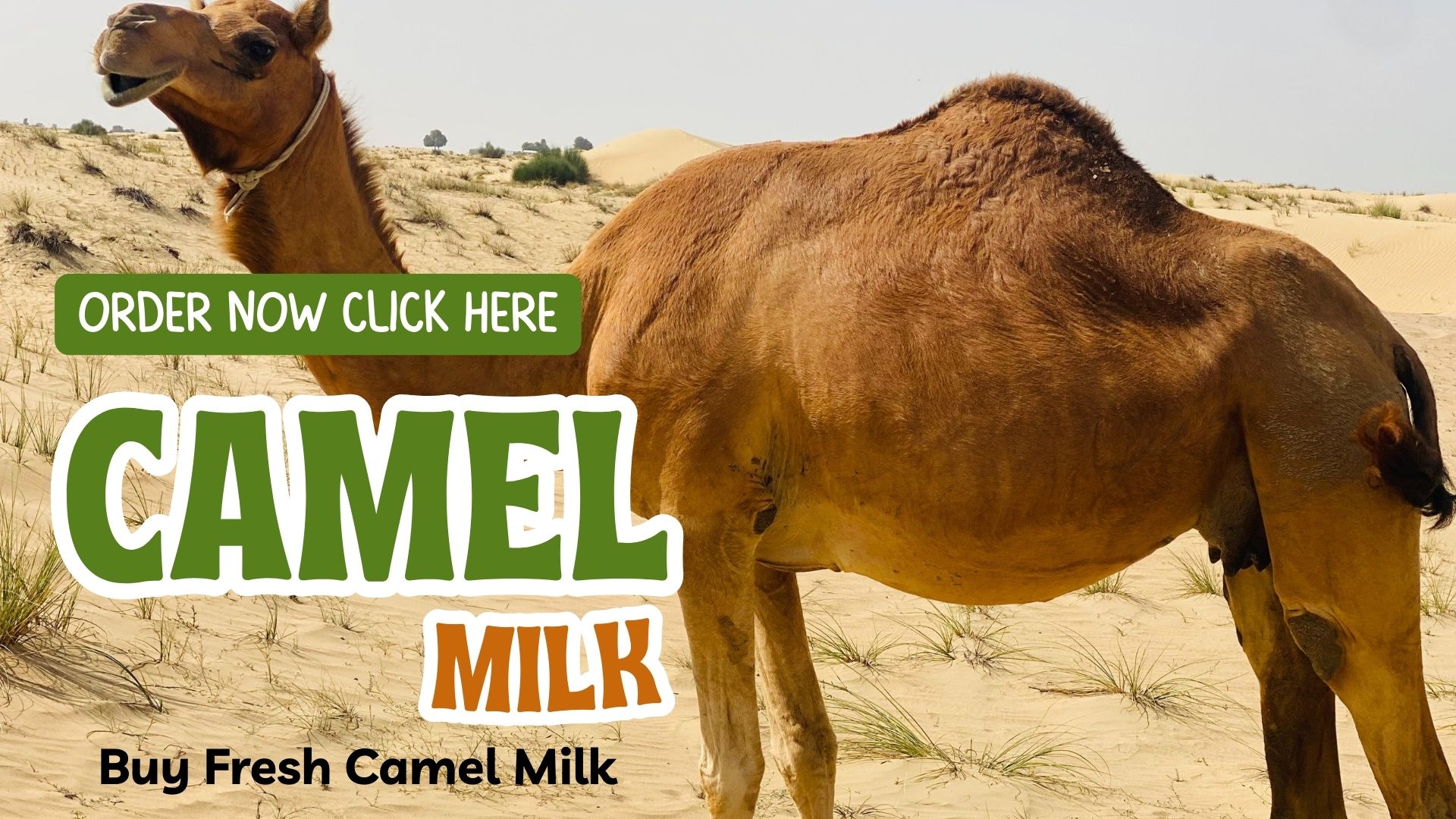 Camel milk in dubai