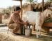 Fresh Goat milk
