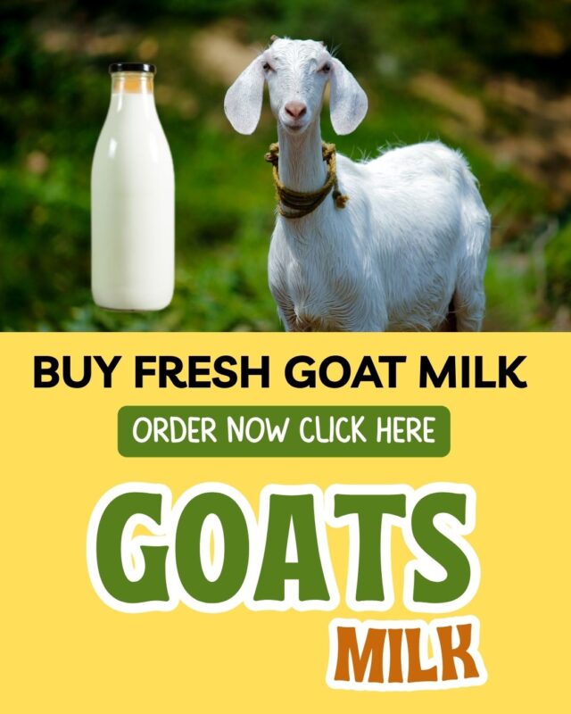 Goat Milk